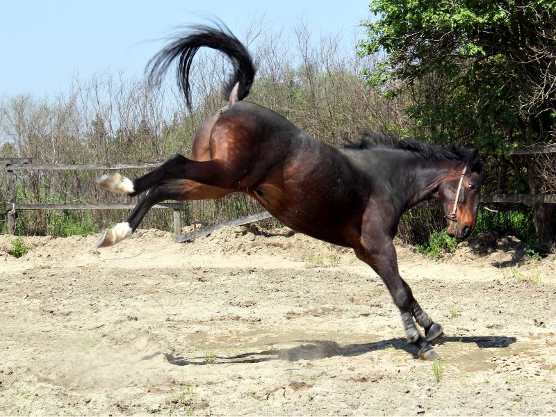 Pferdetritt Verletzung